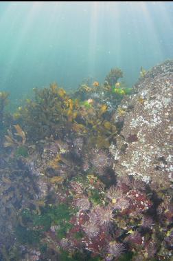 anemones under boat