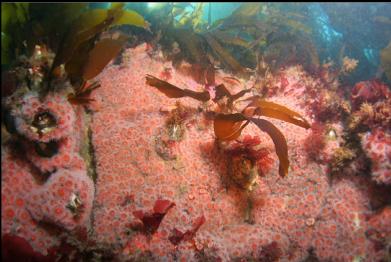 strawberry anemones