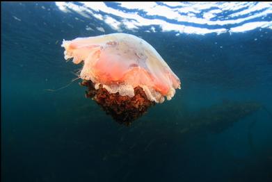 another dead lion's mane jelly