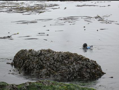 swimming out to the kelp