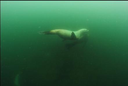 sealions