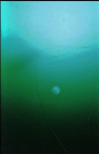 MOON JELLYFISH UNDER BOAT