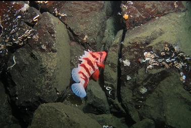 tiger rockfish