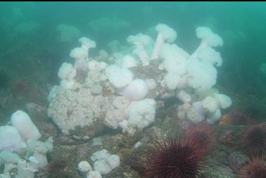 boulder with anemones and urchins