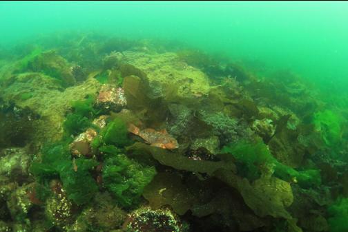 kelp greenling on bottom kelp