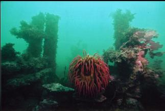 FISH- EATING ANEMONE ON WRECK