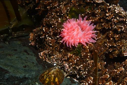 tiny anemone in the shallows
