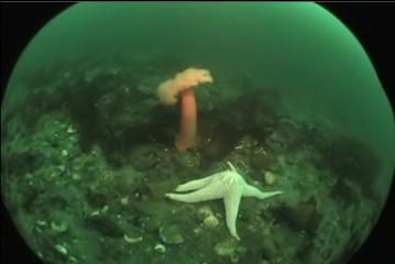 PLUMOSE ANEMONE AND SEASTAR