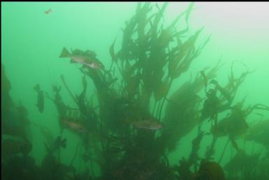 ROCKFISH IN KELP