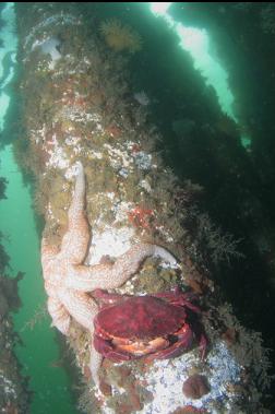 RED ROCK CRABS AND SEASTAR ON PILING