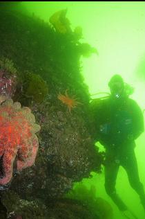 SEASTARS
