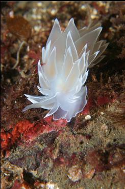 NUDIBRANCH