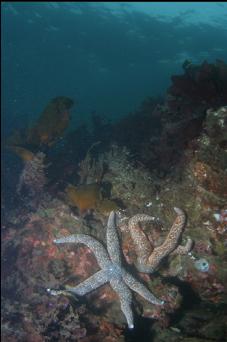 SEASTARS