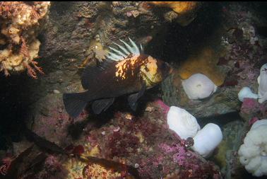 quillback rockfish