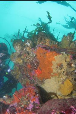 sponge on boulder