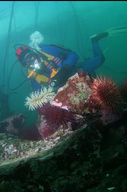 anemone and urchins