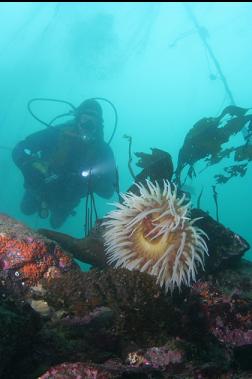 fish-eating anemone