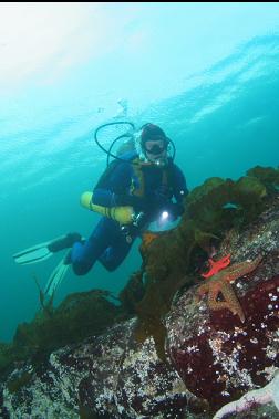 seastars on shallow reef