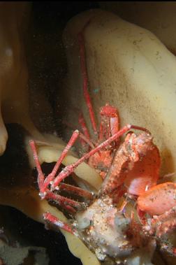 crabs on cloud sponge
