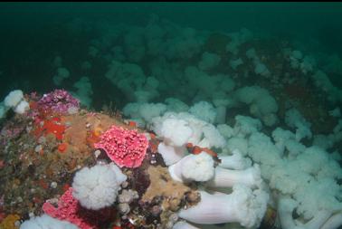 hydrocoral and anemones