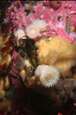 brooding anemones