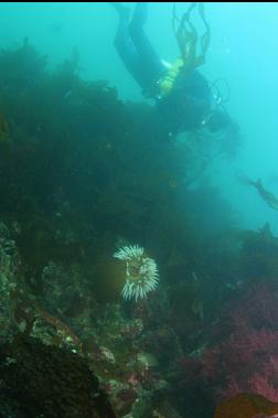 fish-eating anemone