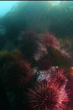 urchins
