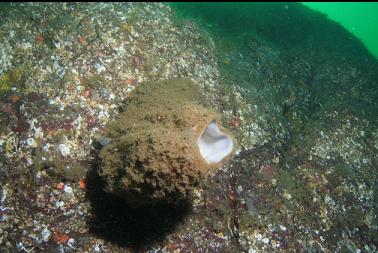 boot sponge