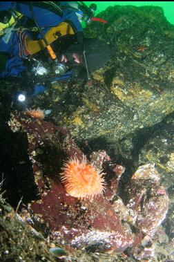 swimming anemones