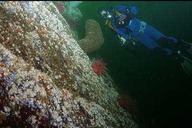 boot sponge and anemones on wall