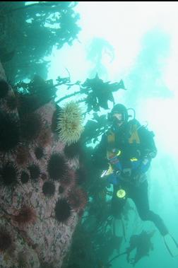 self-portrait with anemone