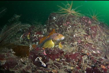 kelp greenling and feather stars