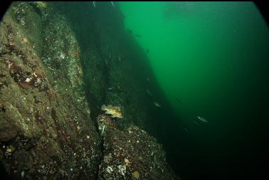 rockfish by wall