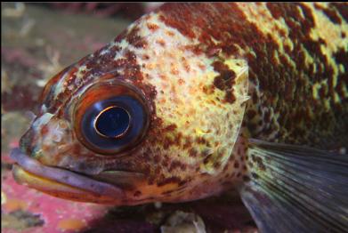 quillback rockfish