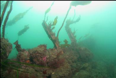 wall of hull remains