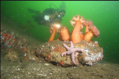 seastar and plumose anemones