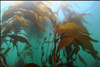 giant kelp