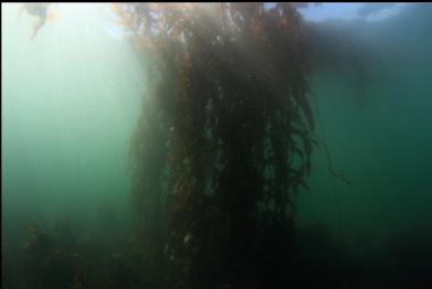 giant kelp