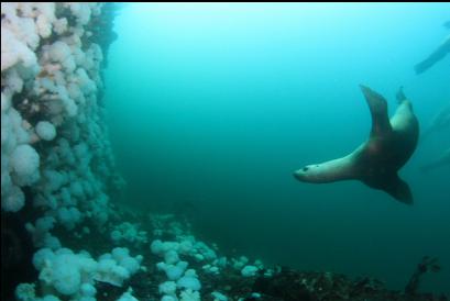 sealions and wall