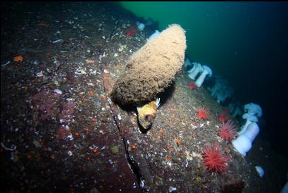 quillback rockfish hiding under boot sponge