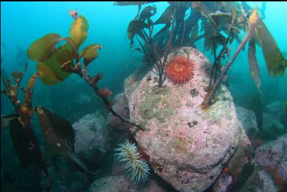 fish-eating anemones