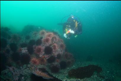 urchins and kelp greenling at bottom of picture