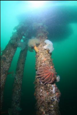 under dock