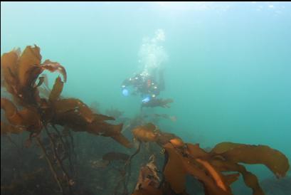 stalked kelp near islet