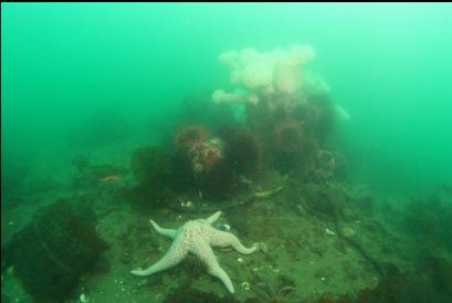 seastar and boulder in background