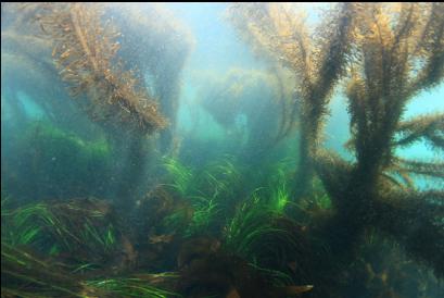 surfgrass and feather boa kelp