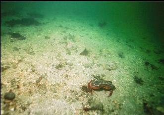 RED ROCK CRAB ON SANDY BOTTOM