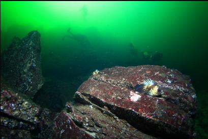 quillback rockfish and random divers