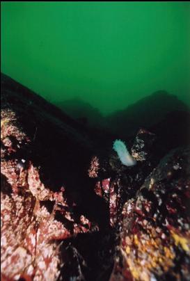 TUNICATE ON WALL