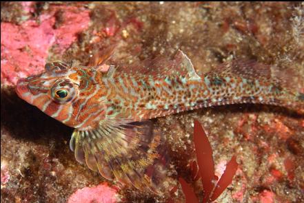 longfin sculpin
